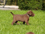 5 weken oud Belle